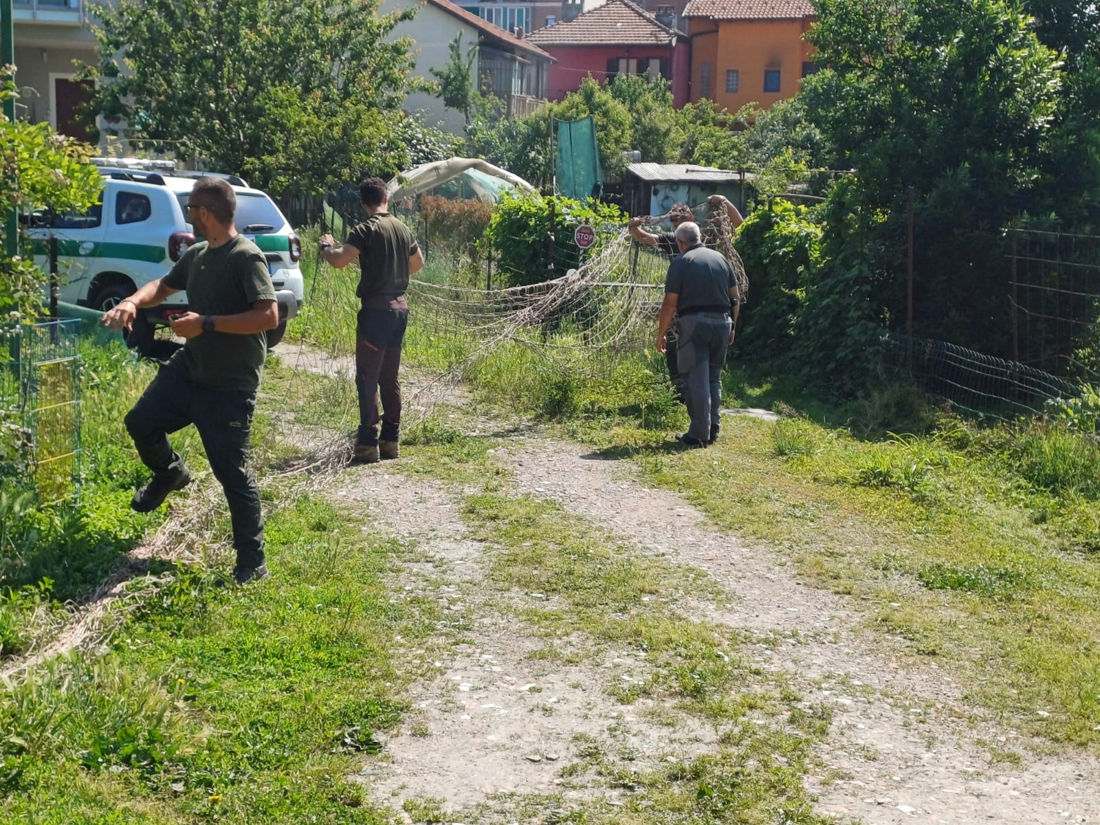 recupero_femmina_capriolo_Moncalieri_05_2025_8