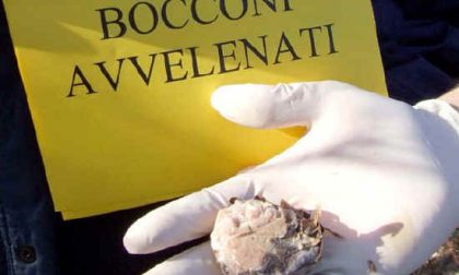 Saluggia: ignoti lanciano bocconi avvelenati nei cortili, preoccupati i cittadini