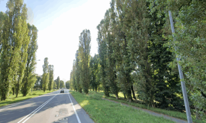 Stupinigi, polemiche per gli alberi abbattuti nel Parco e in viale Torino