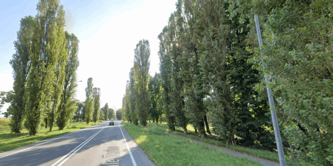 Stupinigi, polemiche per gli alberi abbattuti nel Parco e in viale Torino