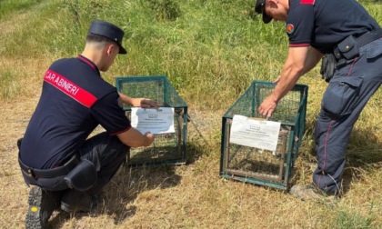 Nel pinerolese abbattimenti illegali di fauna selvatica con armi con consentite