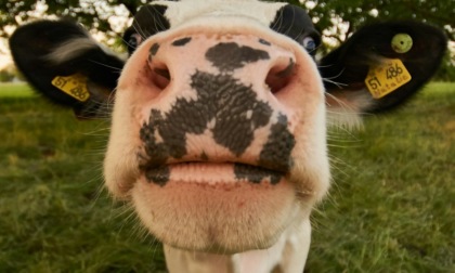 Ventilatori, acqua fresca e "docce" nelle stalle: il benessere animale è anche un tema economico