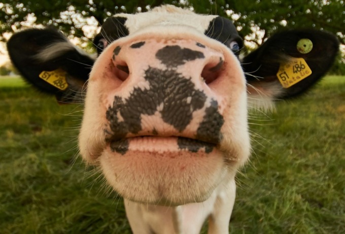 Ventilatori, acqua fresca e “docce” nelle stalle: il benessere animale è anche un tema economico