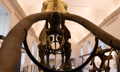 Ad agosto il Museo delle Scienze naturali sarà a ingresso libero