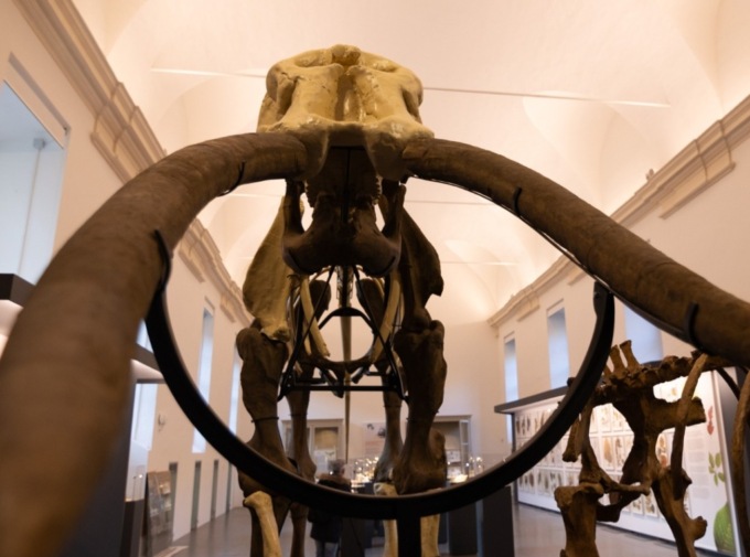 Ad agosto il Museo delle Scienze naturali sarà a ingresso libero