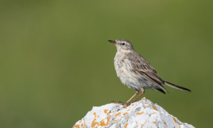 Piste da sci e biodiversità: una risorsa inattesa per gli uccelli alpini