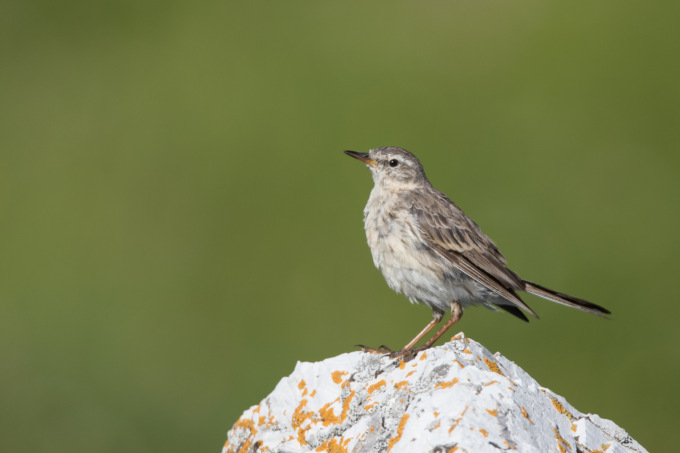 Piste da sci e biodiversità: una risorsa inattesa per gli uccelli alpini