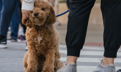 A 13 Comuni piemontesi i contributi della Regione per campagne educative sul possesso responsabile del cane