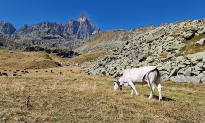 Caldo, manca l’erba in montagna, in crisi l’economia d’alpeggio del Torinese