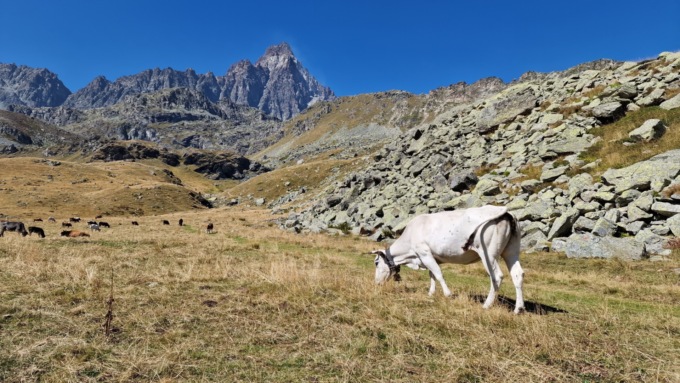 Caldo, manca l’erba in montagna, in crisi l’economia d’alpeggio del Torinese
