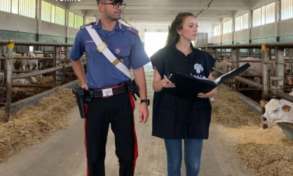 Contrasto al caporalato, controllate dai carabinieri 14 aziende