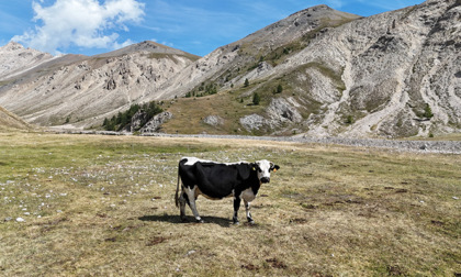 La pioggia non salva la stagione in alpeggio, Coldiretti chiede l’OK alla Regione per il ritorno in pianura