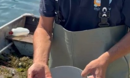 Operazione di pulizia dai rifiuti sul fiume Po: recuperati anche pesci siluro, specie invasiva