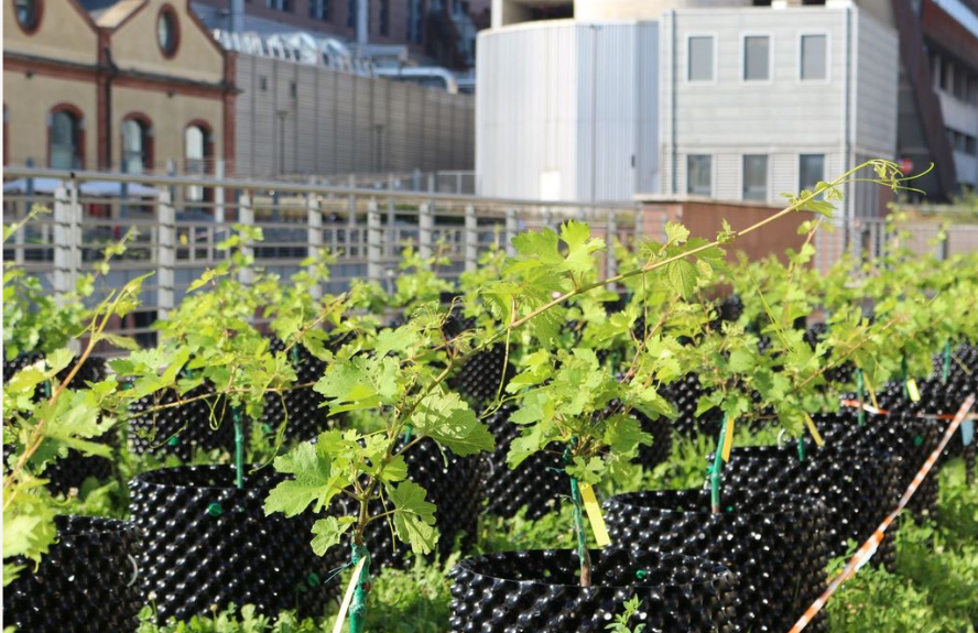 Inaugurata al Politecnico di Torino “Campus Grapes”, la prima vigna hi-tech al mondo
