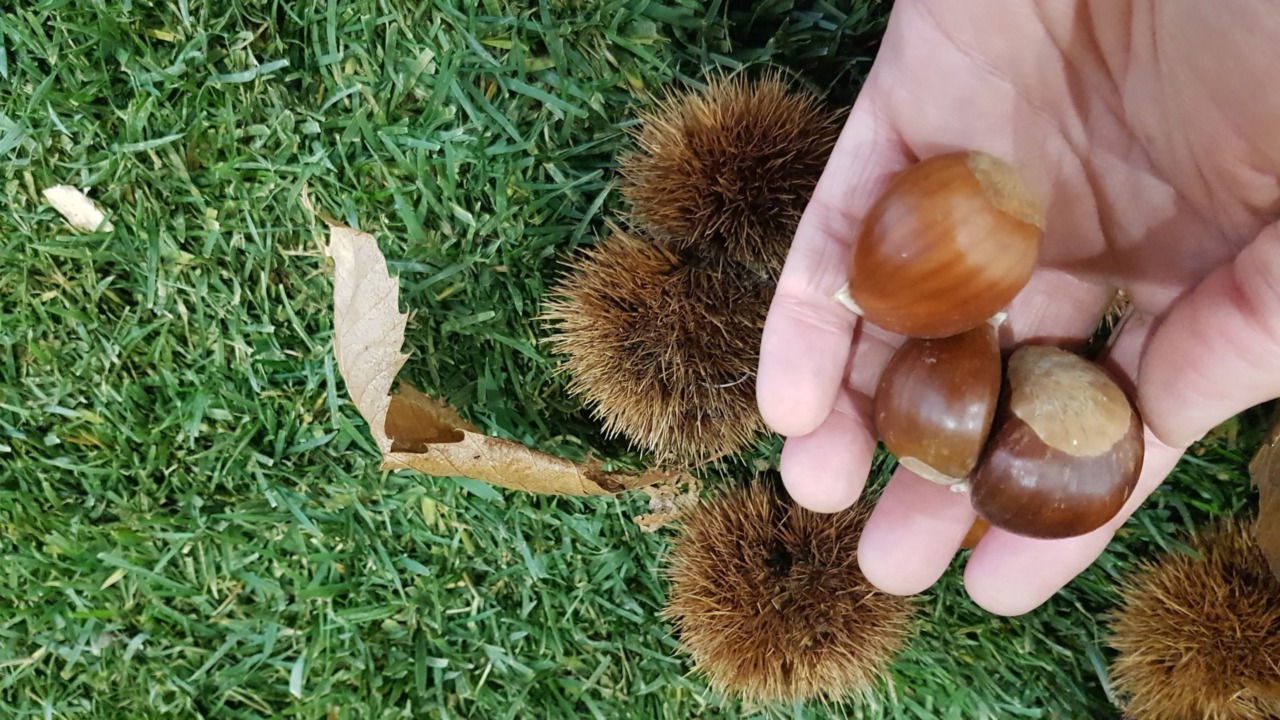 Castagne torinesi, un raccolto da record: frutti grandi e saporiti nei boschi della provincia