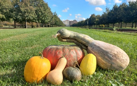 Halloween alla Reggia: spettacoli coinvolgenti e laboratori creativi per bambini e famiglie