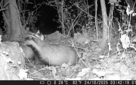 Parco del Meisino, le associazioni ambientaliste: “No all’allargamento del cantiere”