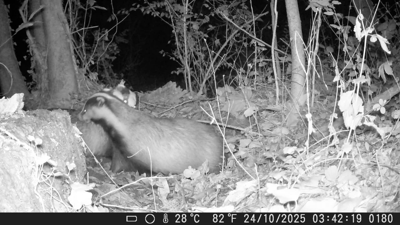 Parco del Meisino, le associazioni ambientaliste: “No all’allargamento del cantiere”