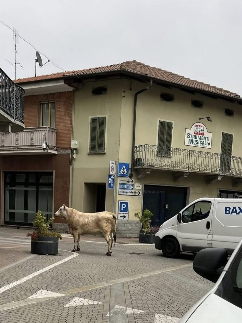 E’ salva la vitella scappata dal mattatoio che si aggirava per Leinì, si chiamerà Torella proprio come il sindaco
