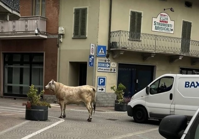 E’ salva la vitella scappata dal mattatoio che si aggirava per Leinì, si chiamerà Torella proprio come il sindaco
