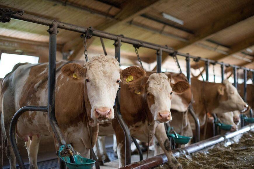 Piemonte, flessibilità per ridurre l’ammoniaca in agricoltura