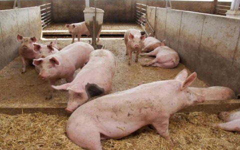 Più flessibilità per le aziende agricole nel piano contro l’ammoniaca