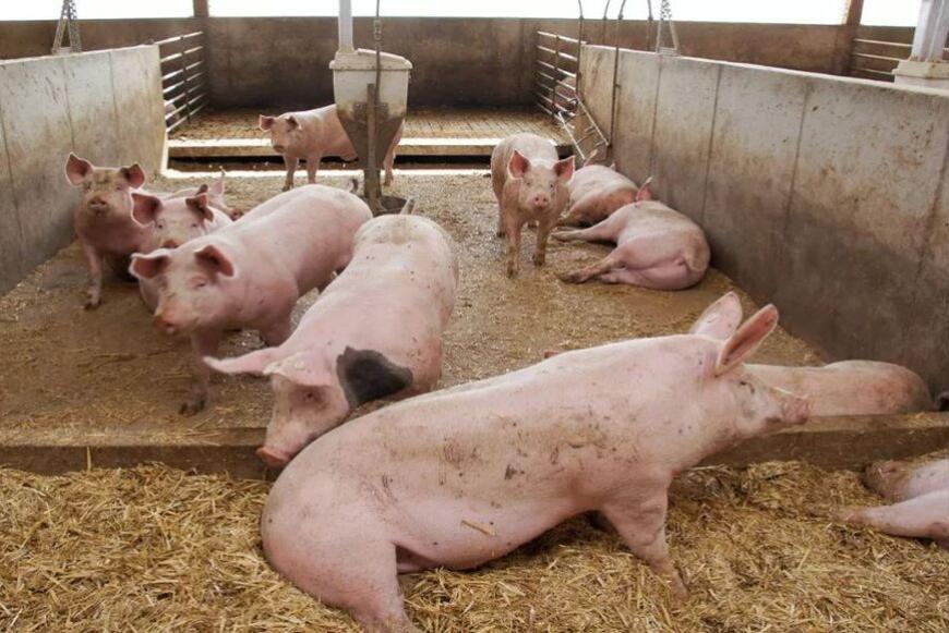 Più flessibilità per le aziende agricole nel piano contro l’ammoniaca