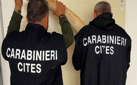 Sequestrate cinque zanne di elefante africano in  un laboratorio di tassidermia nel torinese