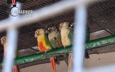 Da Torino a Stresa per denunciare e sanzionare un giardino zoologico e sequestrarne i pappagalli