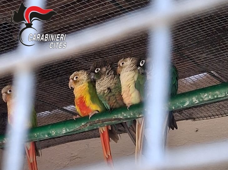 Da Torino a Stresa per denunciare e sanzionare un giardino zoologico e sequestrarne i pappagalli