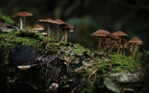Funghi spontanei: precauzioni per la raccolta e il consumo e quali sono i centri di controllo micologico in Piemonte