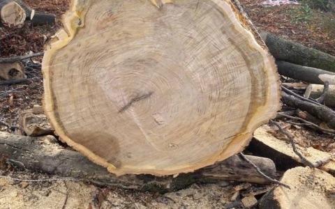 Torino, ambientalisti sul piede di guerra contro il taglio di alberi nel Parco Artiglieri da montagna