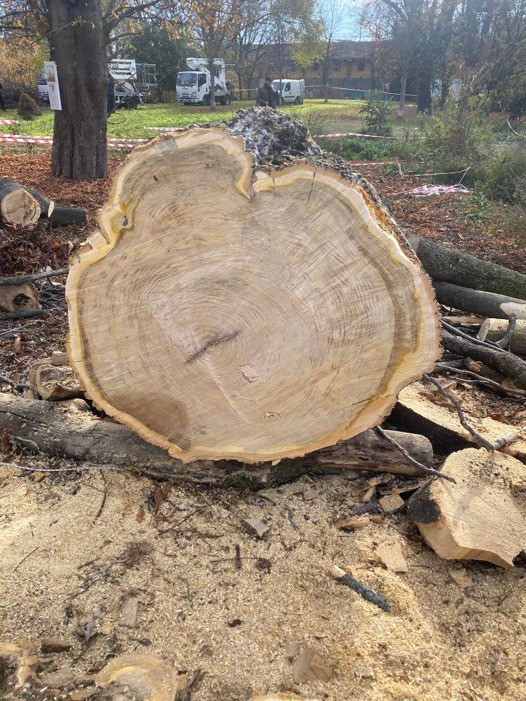 Torino, ambientalisti sul piede di guerra contro il taglio di alberi nel Parco Artiglieri da montagna