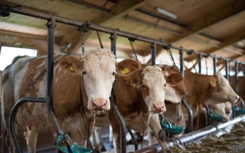 Via libera alla nuova norma sulle emissioni di ammoniaca