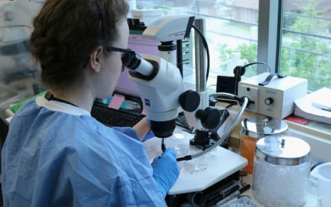 Da una ricerca delle Università di Torino e del Piemonte orientale, svelato un nuovo meccanismo all’origine della cachessia tumorale