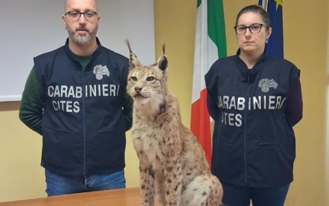 Sequestrato dai carabinieri un esemplare imbalsamato di Lince europea