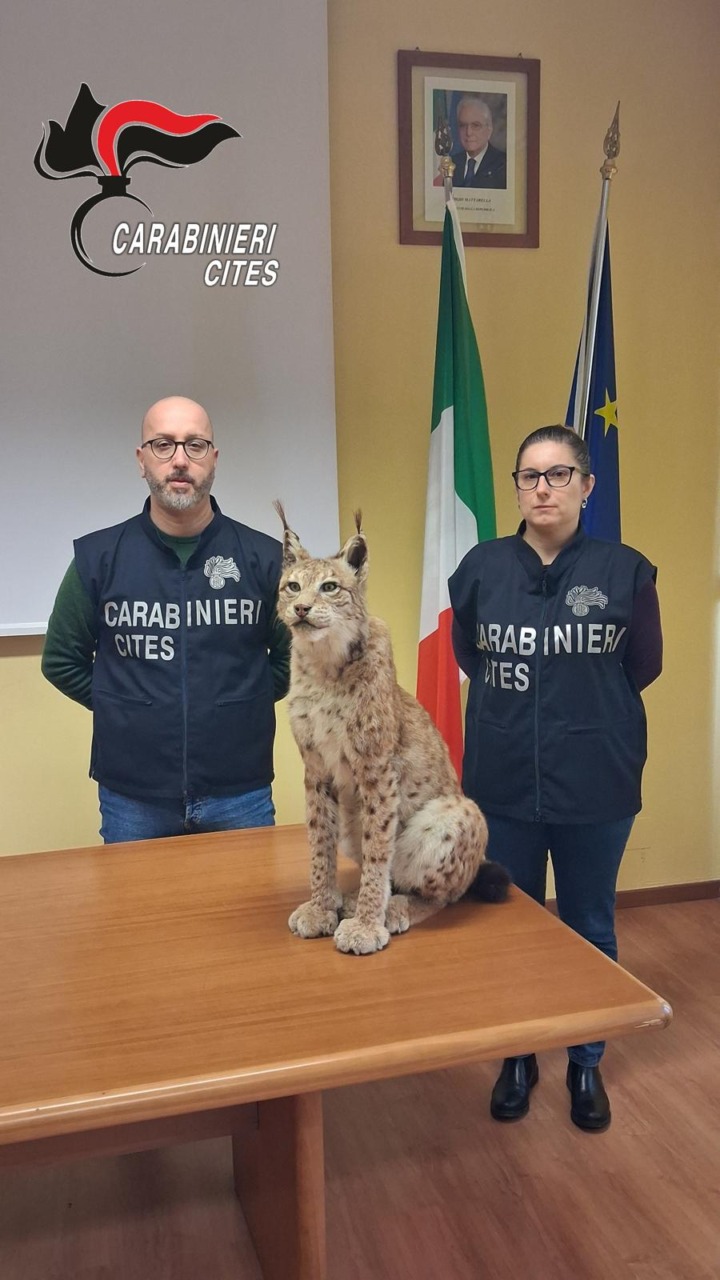 Sequestrato dai carabinieri un esemplare imbalsamato di Lince europea