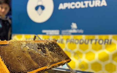 La Regione ha approvato gli esiti del bando “Il regno delle api, sentinelle della natura – anno scolastico 2025/2026”