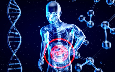 L’intestino non è condannato a invecchiare: due studi rivelano come prevenirne il declino