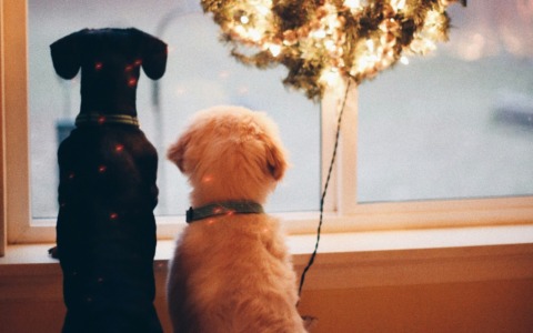 Previsioni meteo a Torino e provincia (12-13-14 dicembre 2025)