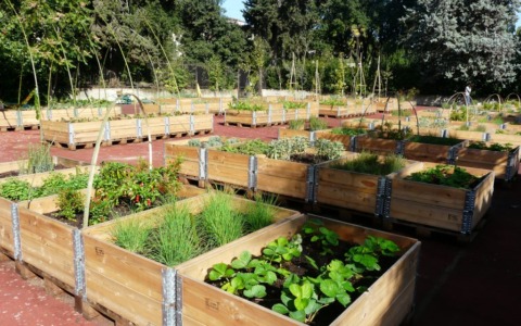 Orti urbani: Chieri investe 90mila euro per 17 nuove casette