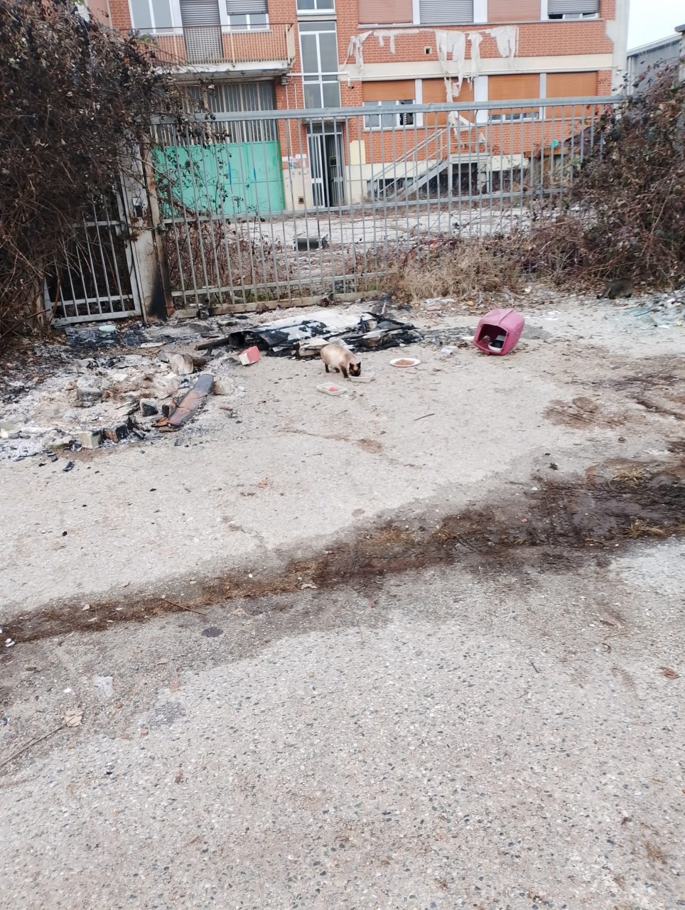 Nichelino, Capodanno: rifugio di una colonia felina dato alle fiamme da ignoti