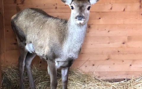 Un cervo ferito è tornato in libertà grazie a “Salviamoli insieme…on the road”