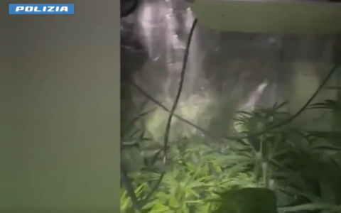 Serra di marijuana in casa: la Polizia arresta un 37enne a Torino