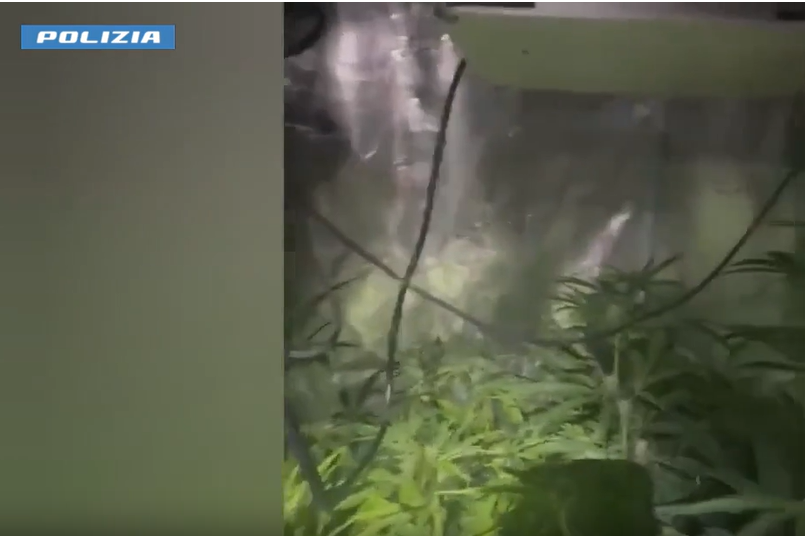 Serra di marijuana in casa: la Polizia arresta un 37enne a Torino