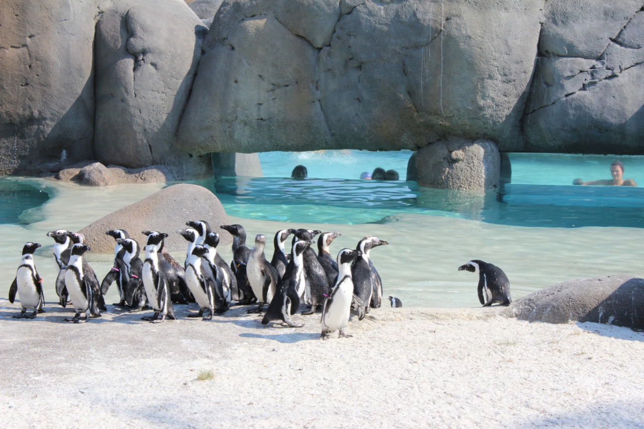 Conta e speratura delle uova per i pinguini africani: a Zoom Torino la colonia più popolosa d’Italia