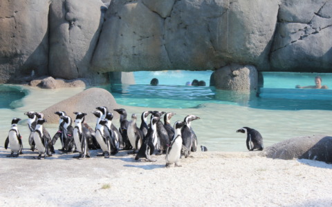 Conta e speratura delle uova per i pinguini africani: a Zoom Torino la colonia più popolosa d’Italia