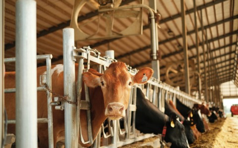 Migliora la qualità dell’aria nel 2025, Coldiretti Torino: “Eppure l’agricoltura non si è mai fermata”