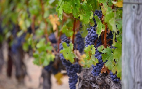 Vitivinicoltura, l’assessore Paolo Bongioanni: “6,2 milioni di euro a 377 vignaioli piemontesi per la ristrutturazione dei vigneti”