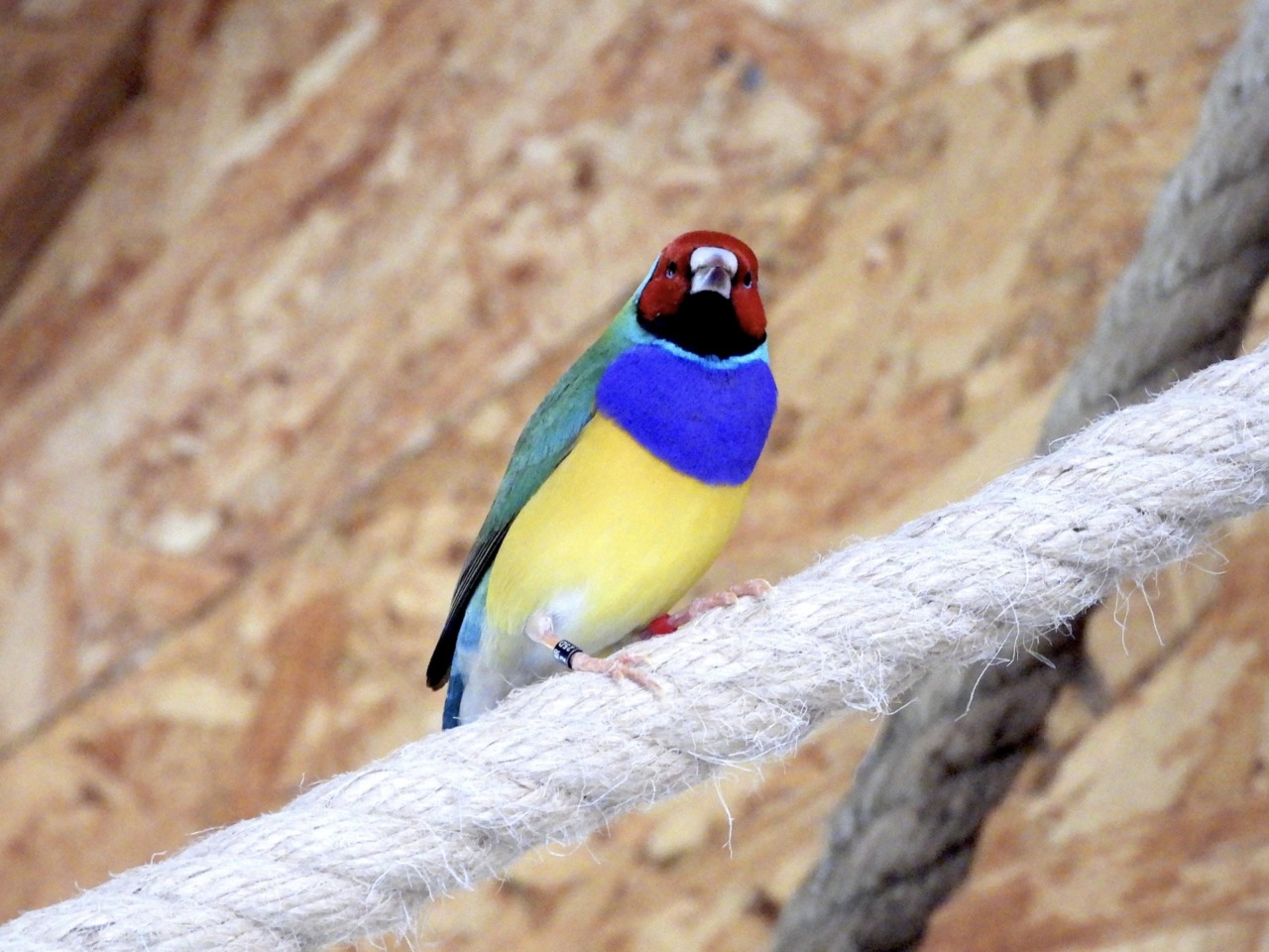 Al bioparco Zoom Torino sei nuovi diamanti di Gould aprono la stagione riproduttiva con danze e canti di corteggiamento